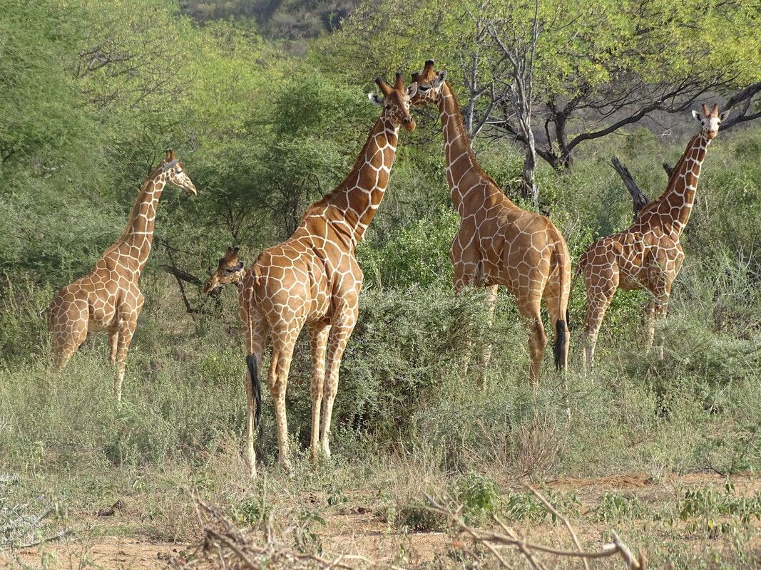 A group of giraffes among trees