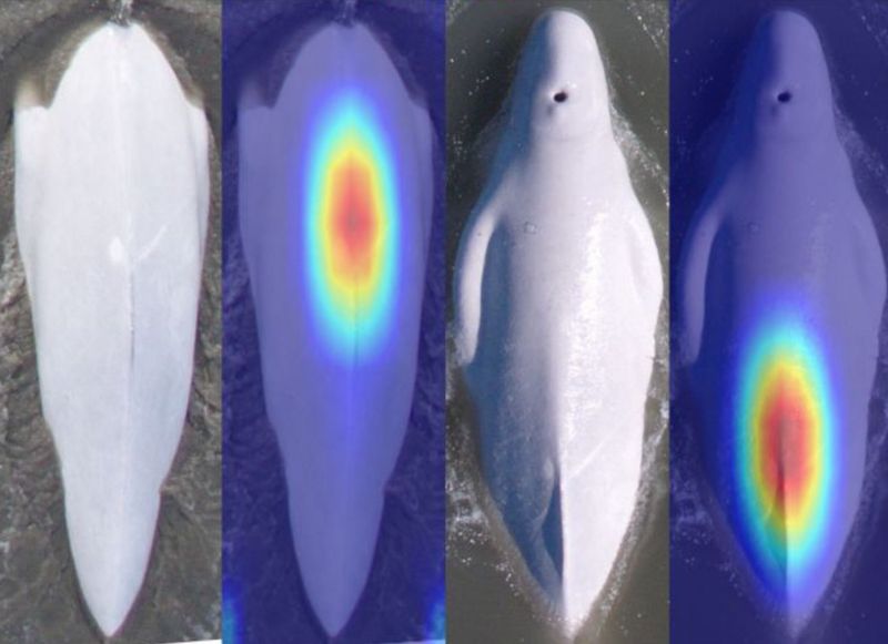 Aerial photos of belugas with heatmaps over their backs