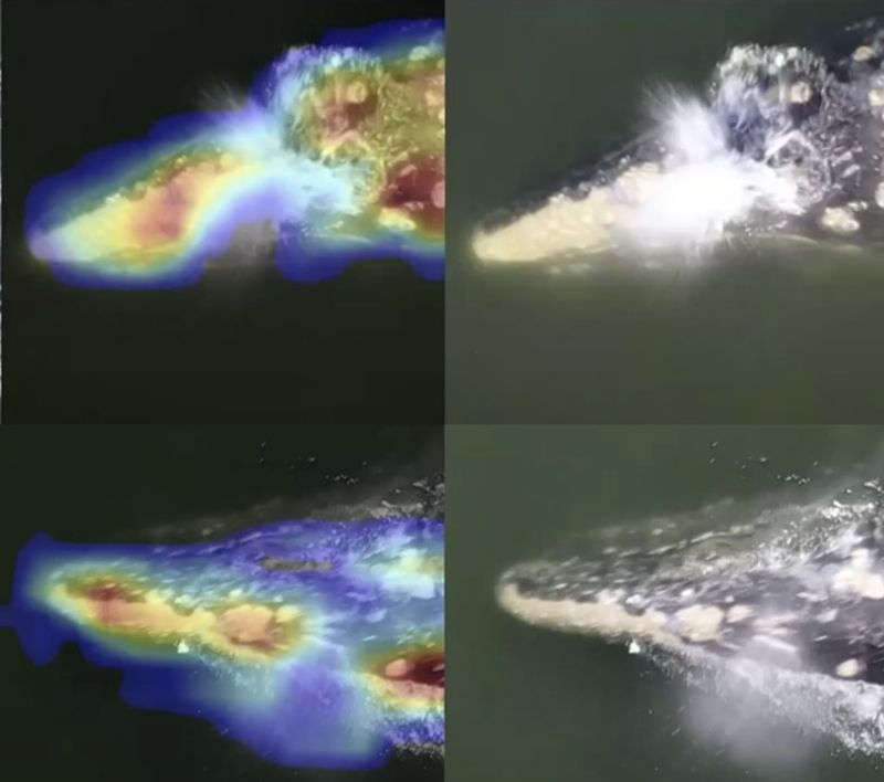 Aerial photos of gray whales with heatmaps over their heads