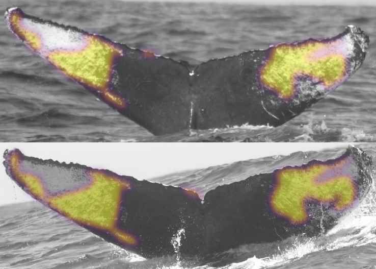 Two humpback whale flukes with matching regions highlighted