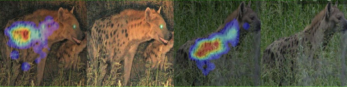 Spotted hyena photos with heatmaps over their spot patterns