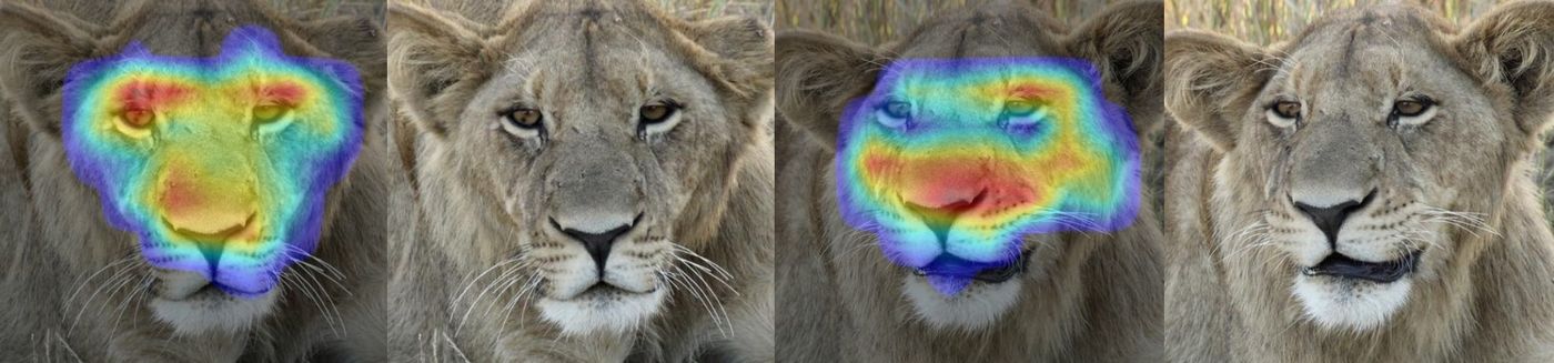 Two lion faces shown with heatmaps highlighting the facial features used for matching