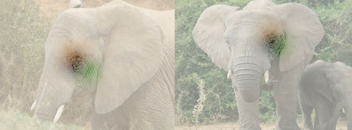 PairX visualization of two elephant photos with corresponding regions colored to explain a match