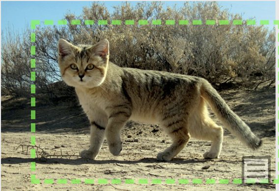 Whiskerbook: New AI for 25 Wild Cat Species