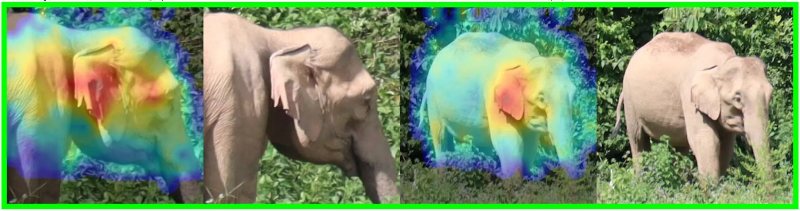 MiewID v4 newsletter: elephants shown with AI heatmaps
