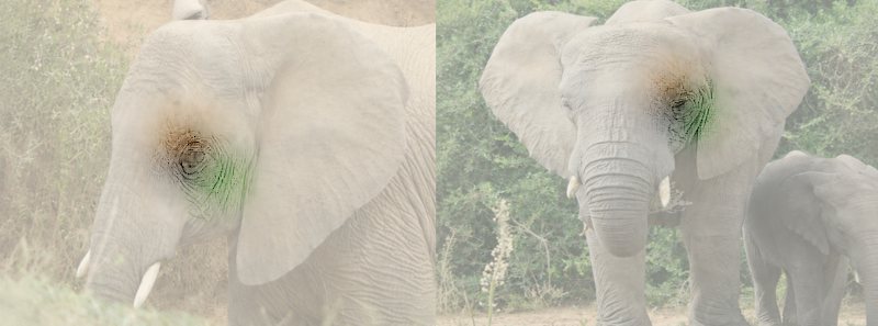 Wildbook 10.11 newsletter: PairX match visualization on elephant photos