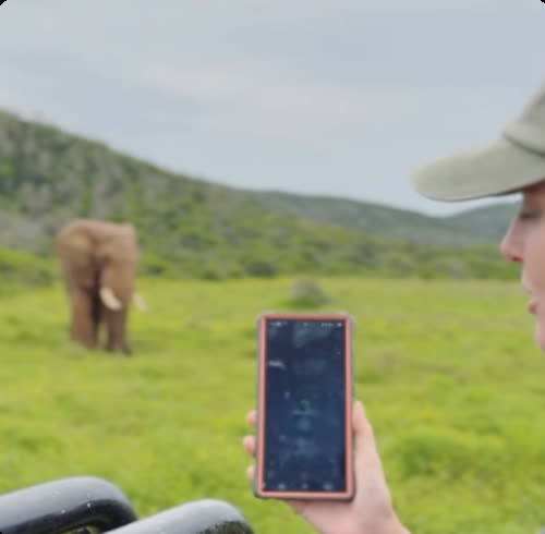 Elephant ID app newsletter: a phone running the app in front of an elephant