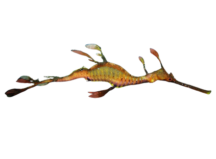 A leafy seadragon with a highlighted identification region