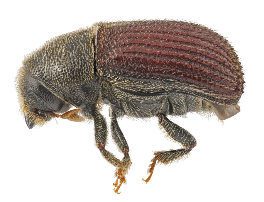 Close-up of a small reddish-brown bark beetle