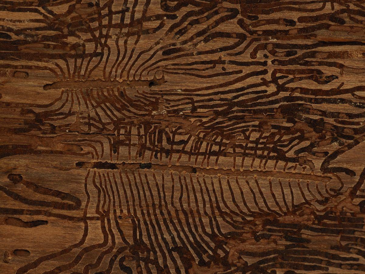 Tunnels carved by bark beetles in the wood beneath the bark