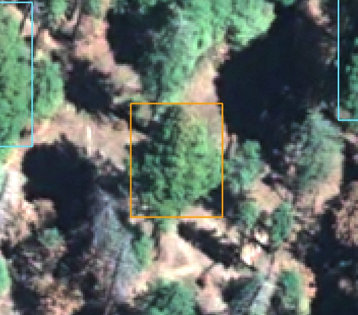 Satellite view of a mature sequoia flagged as a possible bark beetle threat