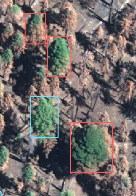 Satellite view of mature sequoias with fire damage outlined