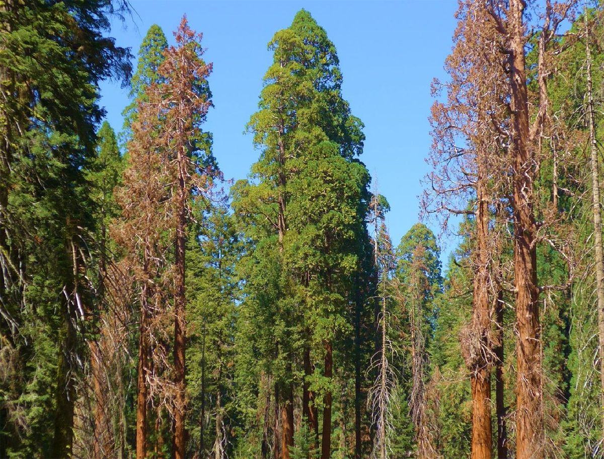 Dead giant sequoias with brown crowns standing among living green trees
