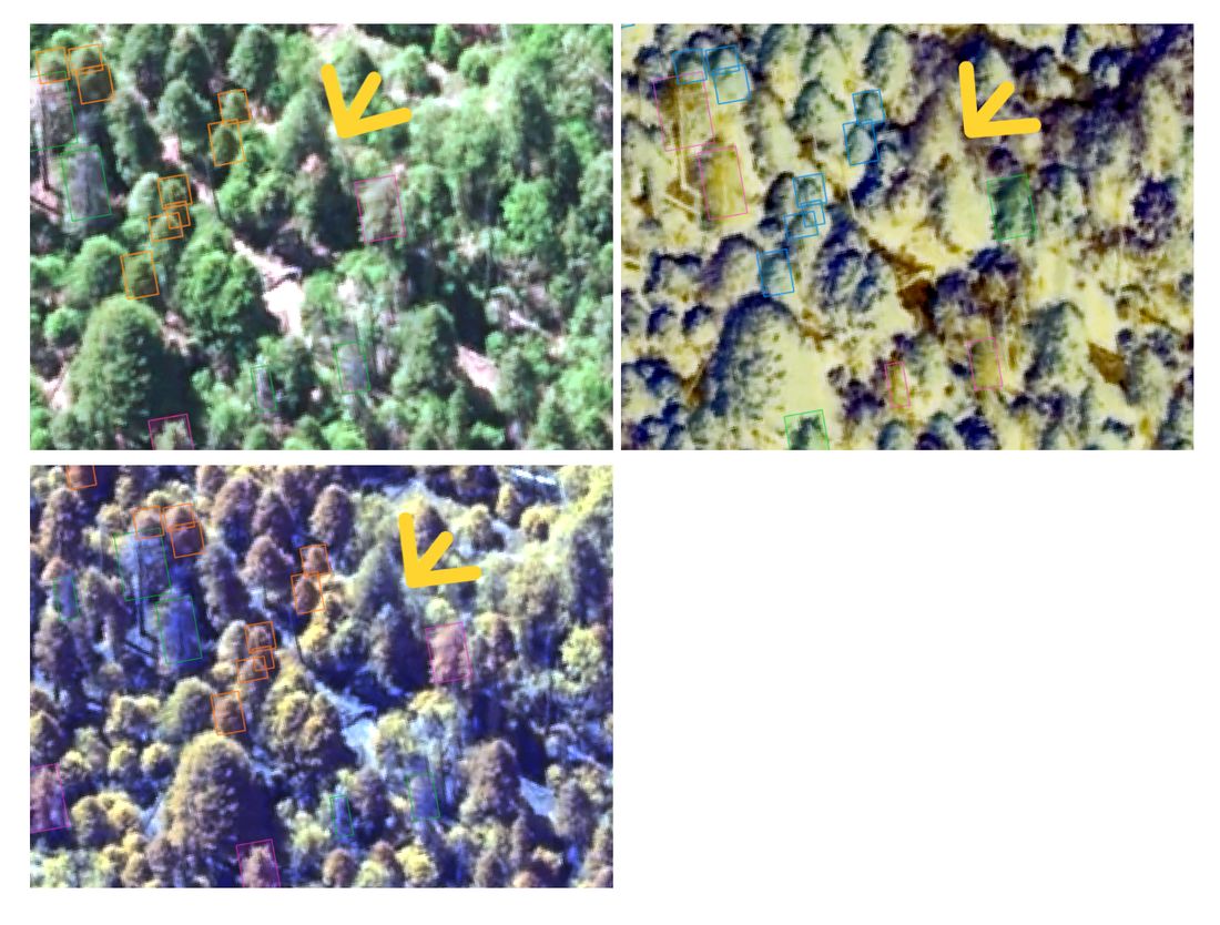 Satellite image panels with arrows pointing to sequoia crowns browning from the top