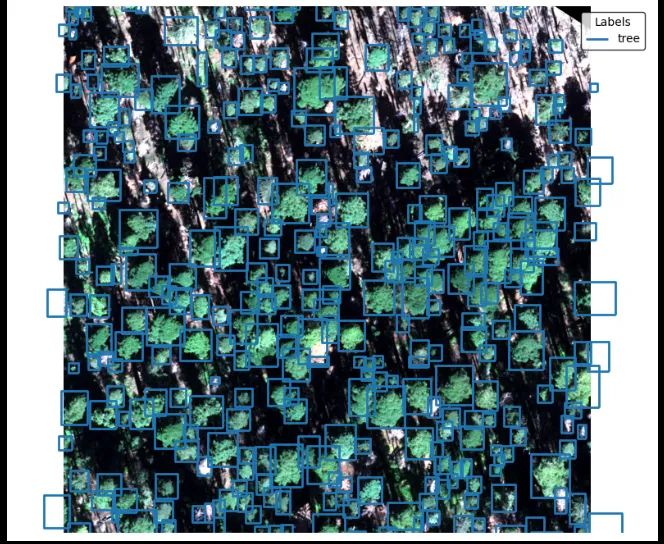 Satellite image of a grove with each tree crown outlined in a labeled box