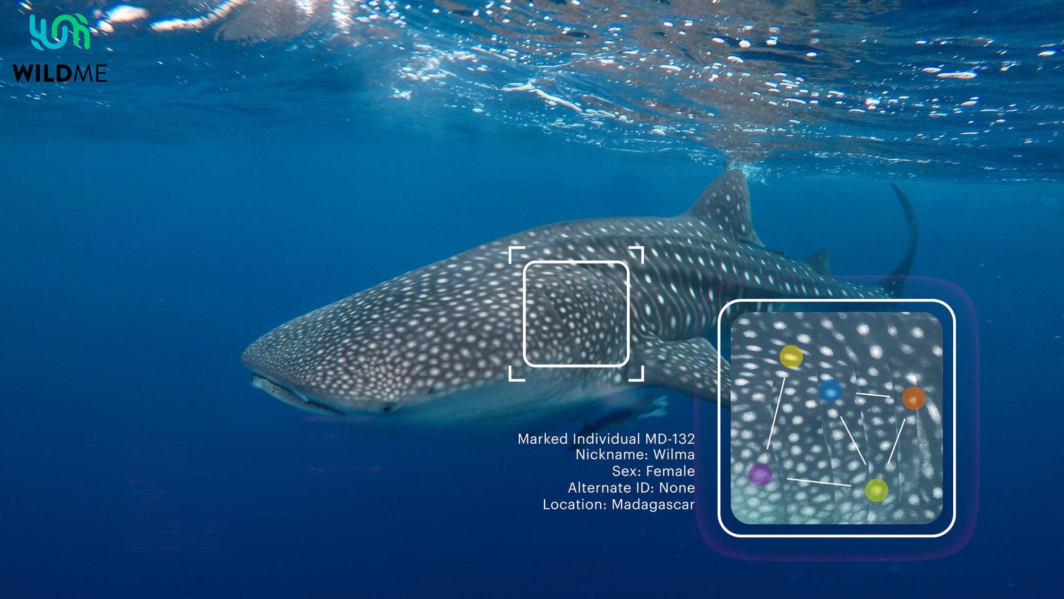 A whale shark with its spot pattern matched by AI to a marked individual in Wildbook